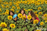 Zonnebloem (Helianthus annuus)