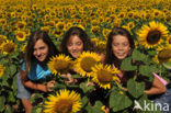 Common Annual Sunflower (Helianthus annuus)