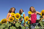 Common Annual Sunflower (Helianthus annuus)