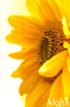 Common Annual Sunflower (Helianthus annuus)