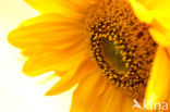 Common Annual Sunflower (Helianthus annuus)