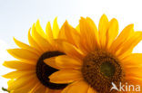 Common Annual Sunflower (Helianthus annuus)