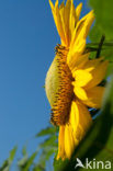Common Annual Sunflower (Helianthus annuus)