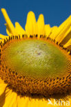 Common Annual Sunflower (Helianthus annuus)