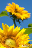 Zonnebloem (Helianthus annuus)