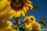 Zonnebloem (Helianthus annuus)