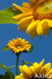 Zonnebloem (Helianthus annuus)