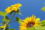 Common Annual Sunflower (Helianthus annuus)