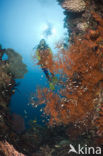 Black coral (Antipathes dichotoma)