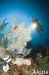 Black coral (Antipathes dichotoma)