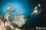 Black coral (Antipathes dichotoma)