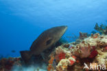 Black Grouper (Mycteroperca bonaci) 