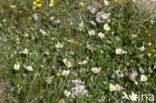 Mountain avens (Dryas octopetala)