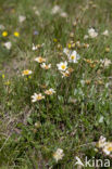 Mountain avens (Dryas octopetala)