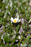 Mountain avens (Dryas octopetala)