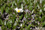 Mountain avens (Dryas octopetala)