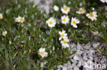 Mountain avens (Dryas octopetala)