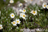 Mountain avens (Dryas octopetala)