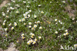 Mountain avens (Dryas octopetala)