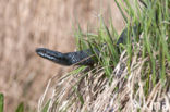 Common Viper (Vipera berus)