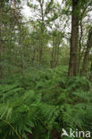 Western brackenfern (Pteridium aquilinum)