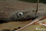 Afrikaanse meerval (Clarias Gariepinus)