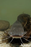 Afrikaanse meerval (Clarias Gariepinus)