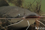 Afrikaanse meerval (Clarias Gariepinus)