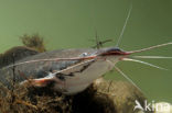 Afrikaanse meerval (Clarias Gariepinus)