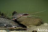 Afrikaanse meerval (Clarias Gariepinus)