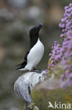 Razorbill (Alca torda)