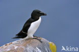 Razorbill (Alca torda)