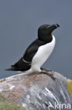 Razorbill (Alca torda)