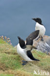 Razorbill (Alca torda)