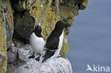 Razorbill (Alca torda)