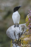 Razorbill (Alca torda)