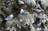 Razorbill (Alca torda)