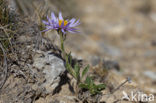 Alpenaster (Aster alpinus)