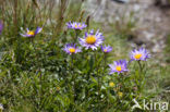 Alpenaster (Aster alpinus)