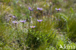 Alpenaster (Aster alpinus)