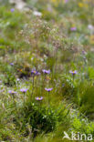 Alpenaster (Aster alpinus)