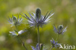 Alpine Sea Holly (Eryngium alpinum)