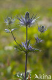 Alpine Sea Holly (Eryngium alpinum)