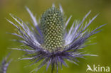 Alpendistel (Eryngium alpinum)