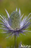 Alpendistel (Eryngium alpinum)