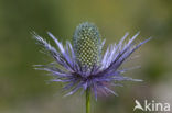 Alpine Sea Holly (Eryngium alpinum)