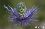 Alpendistel (Eryngium alpinum)