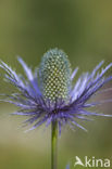 Alpendistel (Eryngium alpinum)