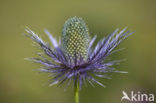 Alpine Sea Holly (Eryngium alpinum)