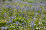 Alpendistel (Eryngium alpinum)